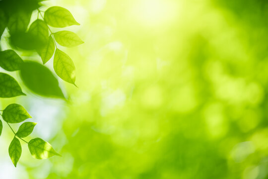 Nature of green leaf in garden at summer. Natural green leaves plants using as spring background cover page greenery environment ecology wallpaper