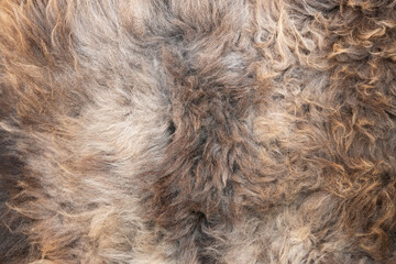 Natural goat skin in carpet. Fur background.