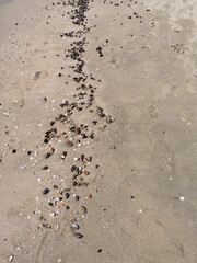 beautiful sea shells on the seashore with room for a product or advertising text