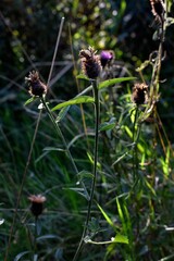 wild flower purple thistle