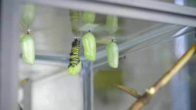 Monarch Caterpillar molts and begins to form chrysalis. This is clip FIVE of fifteen clips which can be assembled to create a complete 5 minute clip.