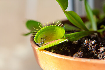 photo of Dionaea eating a fly