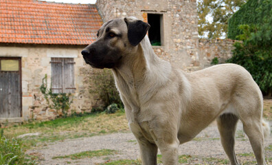Beautiful Anatolian shepherd dog. This is a sheep dog and a large breed dog.