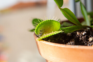photo of Dionaea eating a fly