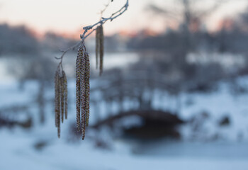 Frozen catkins in front of old wooden bridge in winter. Selective focus.