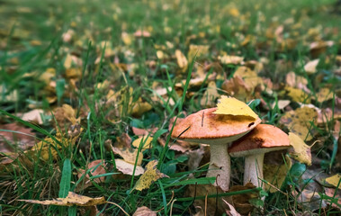 Edible Mushrooms. Two yellow Boletus or Cep (Boletus edulis). White mushroom on green grass background with fallen leaves. Close-up, shallow depth of field with copy space