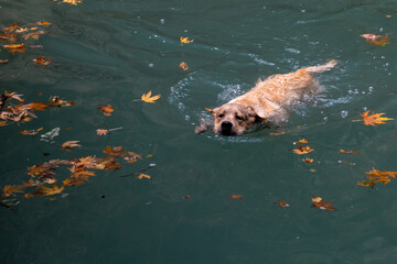 Obraz premium Dog Golden Retriever playing and swimming in a lake