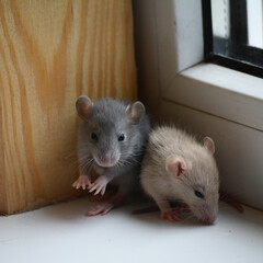small rats