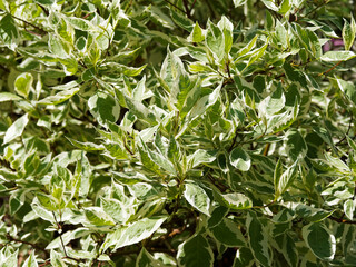 Superbe feuillage vert panaché de blanc argenté du cornouiller blanc panaché (Cornus alba 'Argenteomarginata')