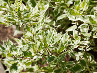 Cornus alba 'elegantissima' ou ' Argenteomarginata' | Cornouiller blanc panaché au superbe feuillage décoratif vert bordé de blanc argenté sur rameaux rouges pourprés