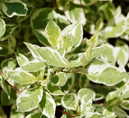 Fototapeta na wymiar Superbe feuillage vert panaché de blanc argenté du cornouiller blanc panaché (Cornus alba 'Argenteomarginata')
