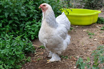 Beautiful Brahma chicken , in a hen house or chicken coop