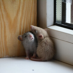 small rats