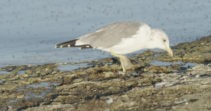 Closeup of a Gull feeding at Mono Lake