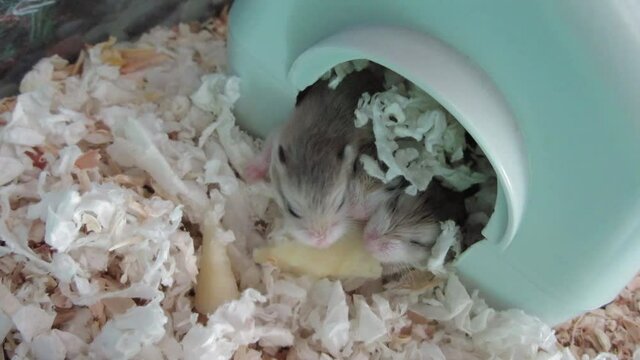 Three cute baby hamsters eating an apple