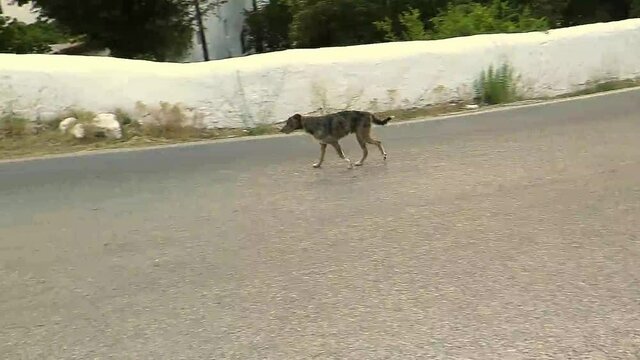 Stray dog walking rural road in sunny Andalusia, Spain
