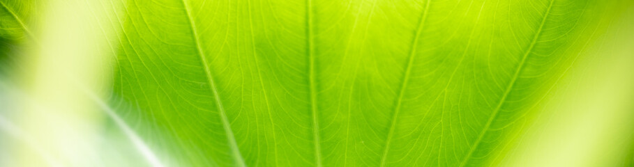 Nature of green leaf in garden at summer. Natural green leaves plants using as spring background cover page greenery environment ecology wallpaper