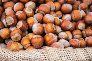 a lot of hazelnuts in shell closeup background