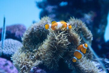 Fototapeta na wymiar サンゴに隠れるカクレクマノミ