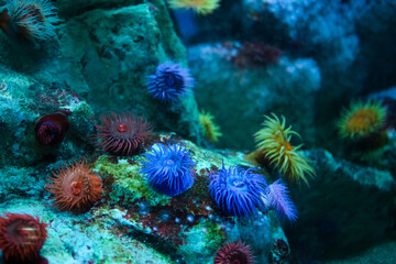 水族館の大水槽を泳ぐ魚の群れ