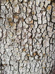 Macro view of the bark of a cracked and spotted lichen tree