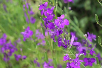
Lilac flowers bloom on a summer meadow in Europe
