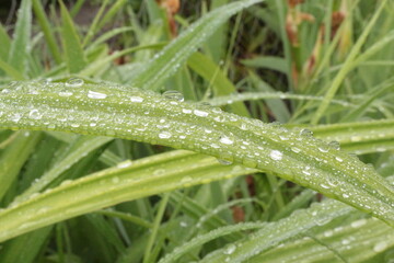 
Water droplets left on the blades of grass after a summer rain