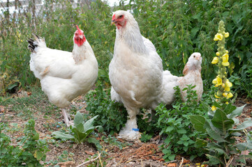Beautiful Brahma chicken with her chick , in a hen house or chicken coop