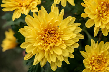 Flor amarilla Primavera