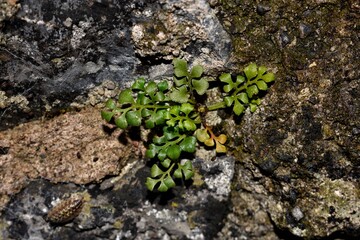 green foliage and nature 