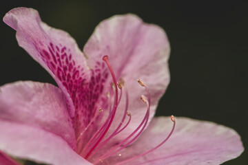 flor de primavera pistilos