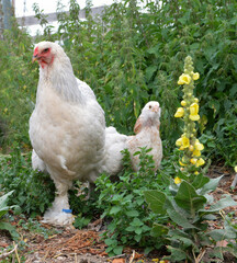 Beautiful Brahma chicken with her chick , in a hen house or chicken coop