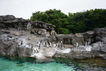 Fototapeta na wymiar 水族館のペンギンの群れ