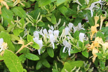 
White delicate flowers bloom on a bush in a summer garden