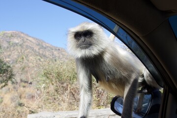 monkey looking inside a car window 