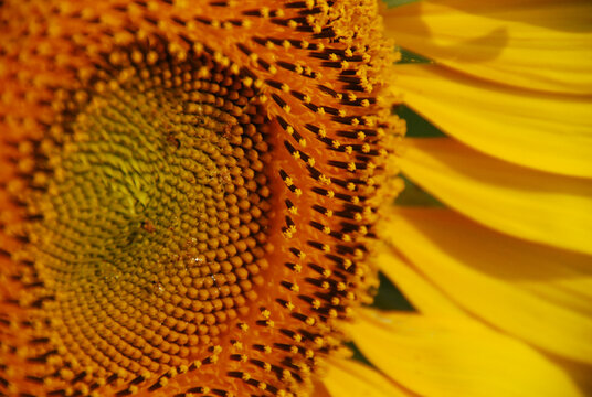 Sunflower and seeds close up