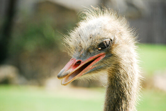 Ostrich's face has close-up feathers.