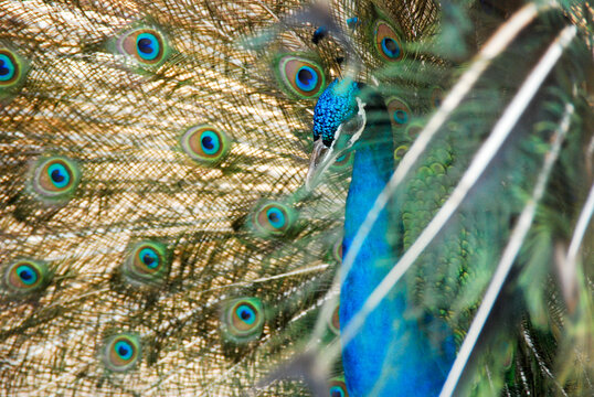 Beautiful tail peacock close up