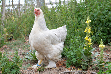 Beautiful Brahma chicken , in a hen house or chicken coop