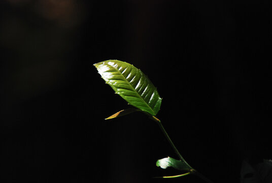 Green leaves hit the sun on a black background.