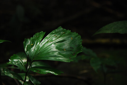 Green leaves hit the sun on a black background.