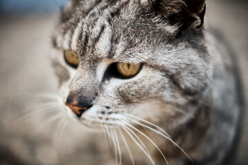 close up portrait of a cat