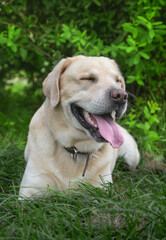 happy dog,golden retriever dog.