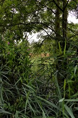 Dull Irish Countryside