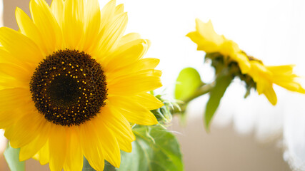 Sunflower natural background. Sunflower blooming. Yellow flower. Cozy backdrop. Pollination