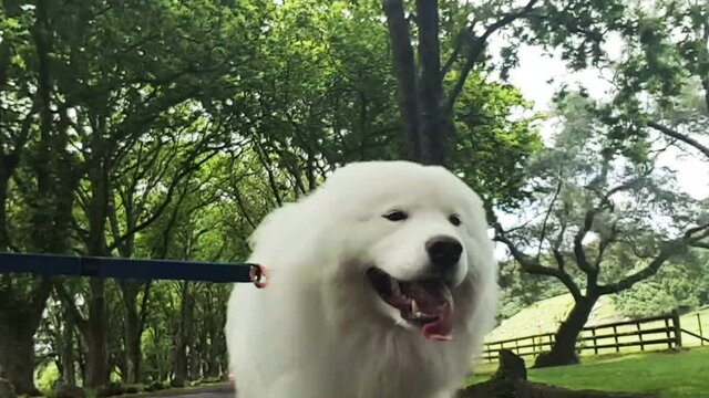 Fluffy white smiling Samoyed dog running down a tree lined street