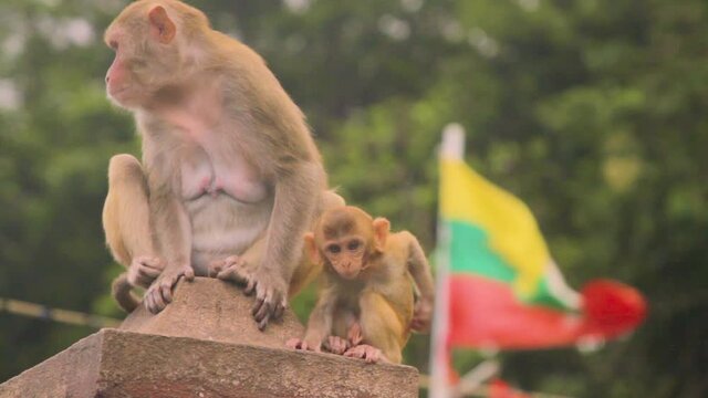 Baby Macaque Monkey With Mother and Myanmar Flag in Background