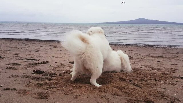 Two Samoyed dogs playing with each other on the beach