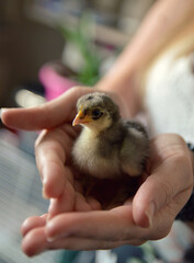 Beautiful and cute chick in hands