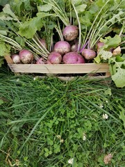 harvested radish in a wooden box on green grass